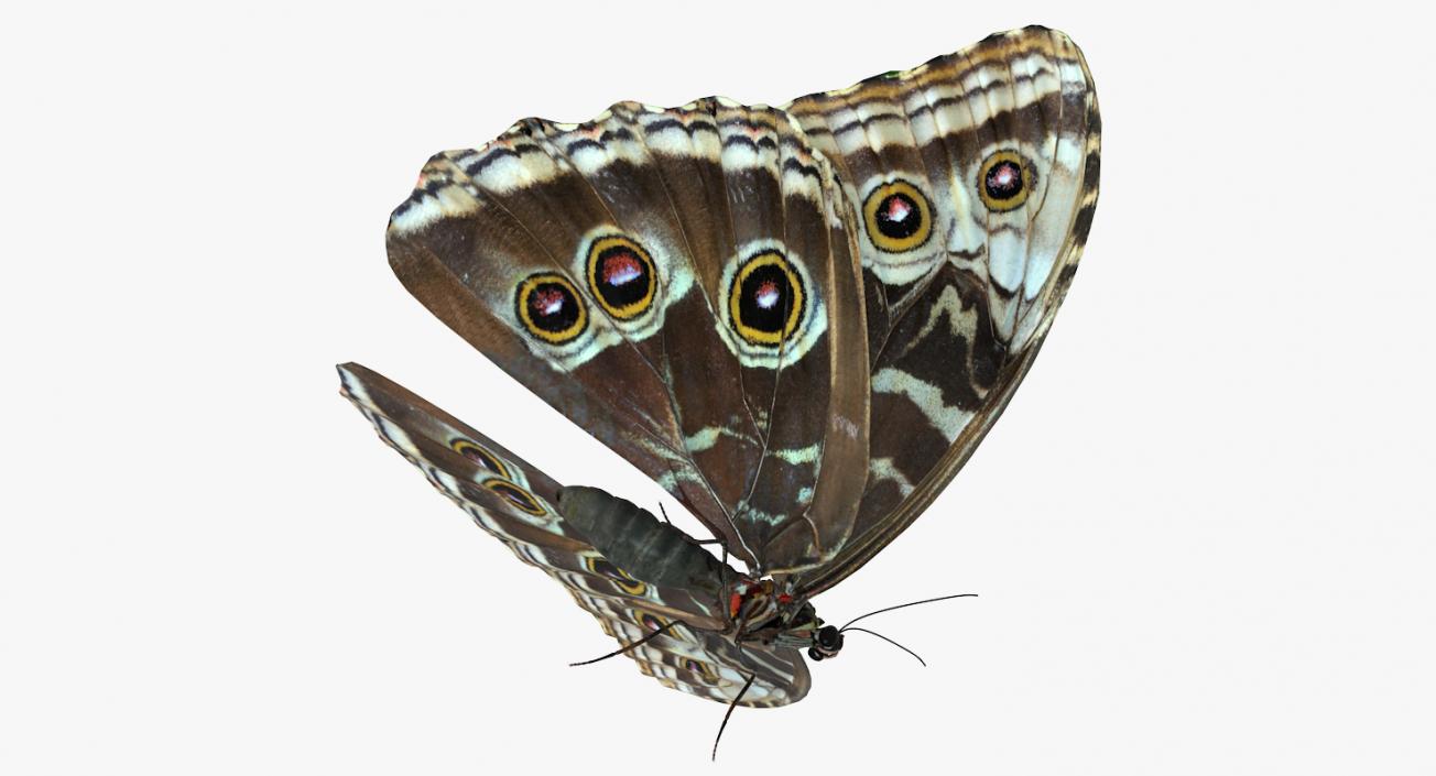 Morpho Peleides Butterfly Rigged 3D