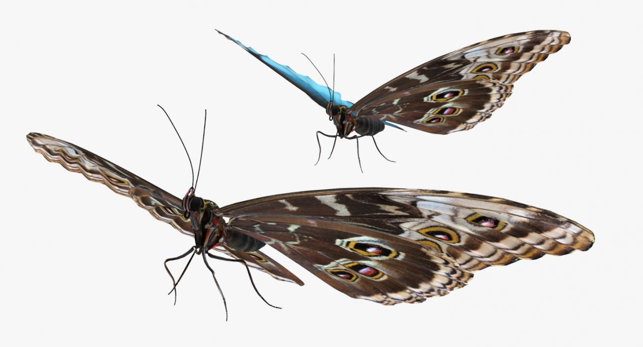 Morpho Peleides Butterfly Rigged 3D