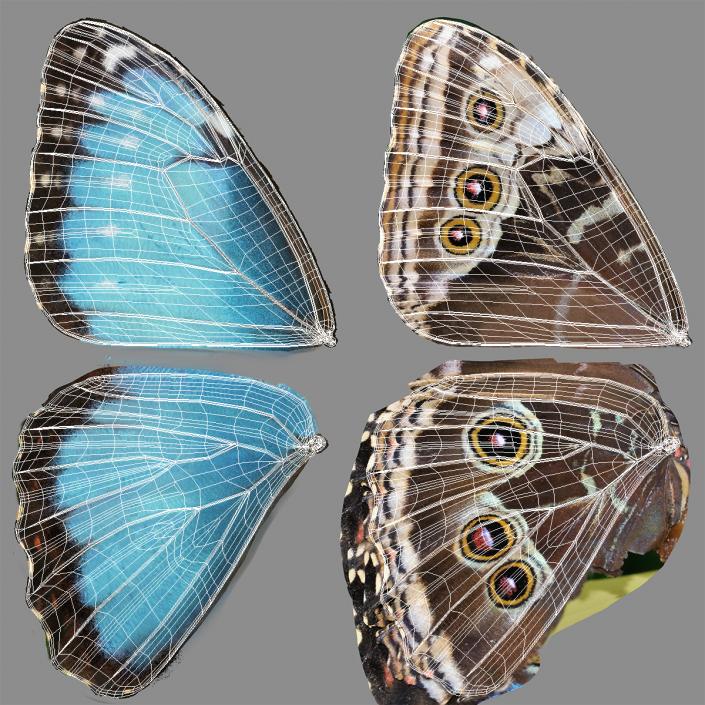 Morpho Peleides Butterfly Rigged 3D