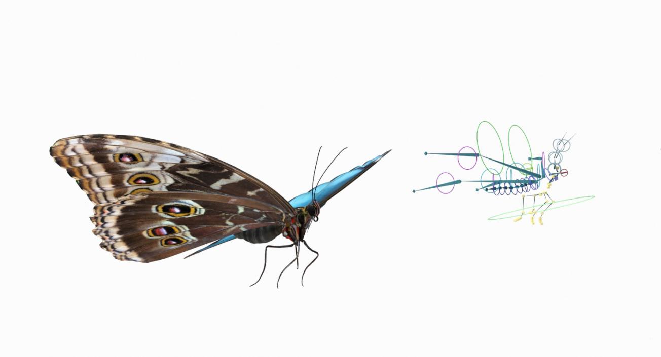 Morpho Peleides Butterfly Rigged 3D