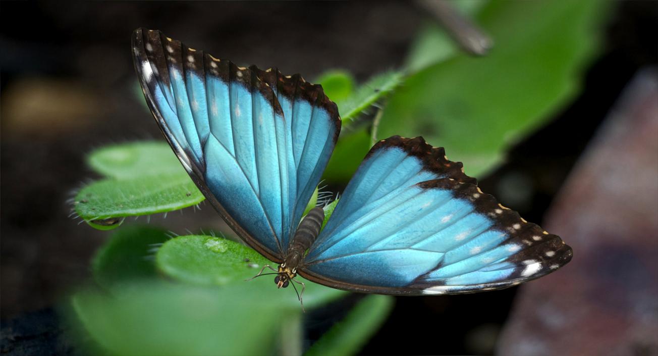 Morpho Peleides Butterfly Rigged 3D