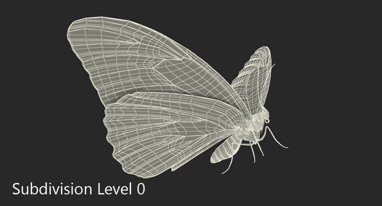 Morpho Peleides Butterfly Rigged 3D