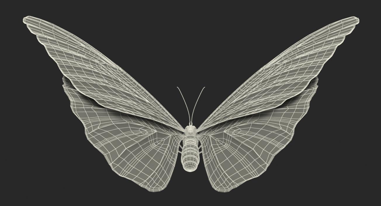 Morpho Peleides Butterfly Rigged 3D