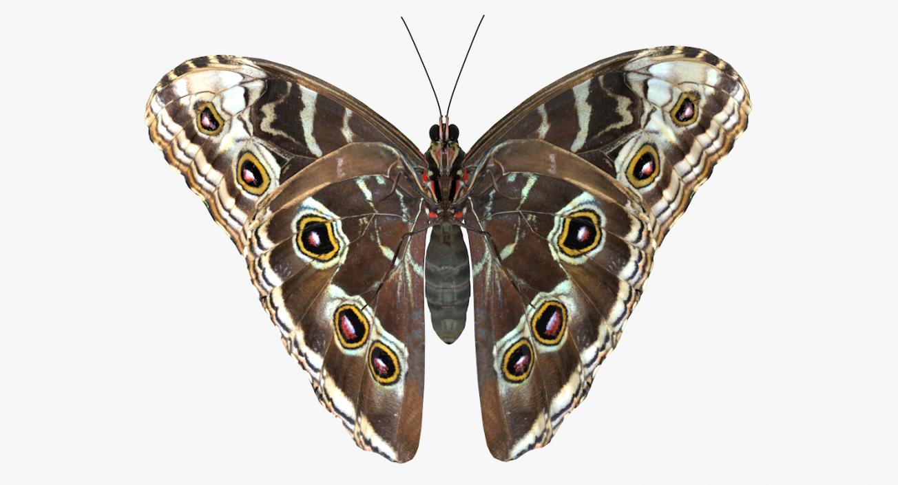 Morpho Peleides Butterfly Rigged 3D