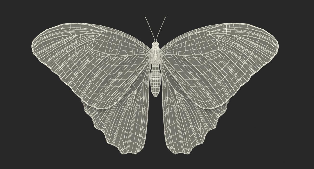 Morpho Peleides Butterfly Rigged 3D