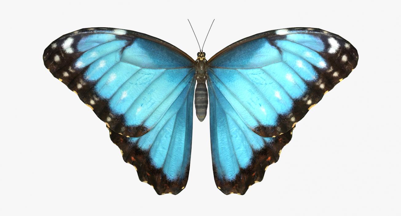 Morpho Peleides Butterfly Rigged 3D