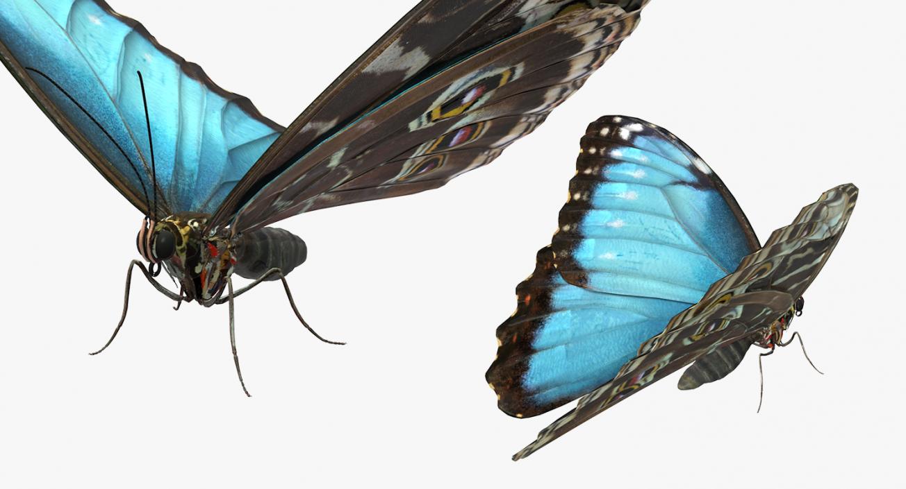 Morpho Peleides Butterfly Rigged 3D