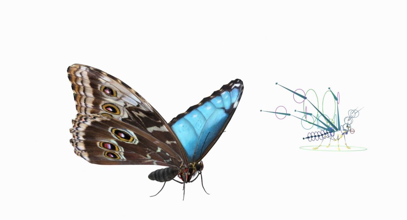 Morpho Peleides Butterfly Rigged 3D