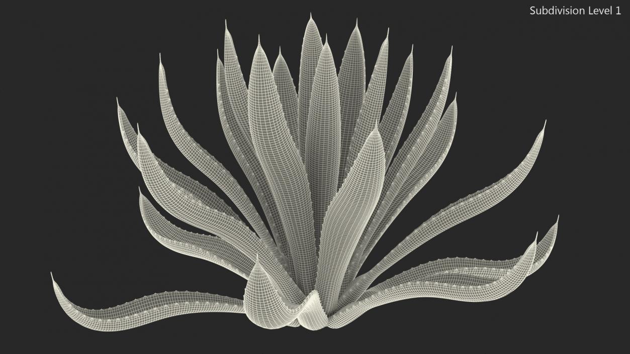 Agave Americana Century Plant 3D model