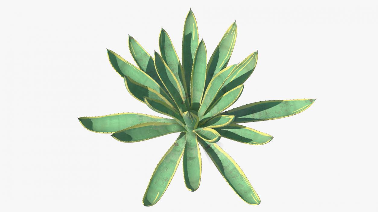 Agave Americana Century Plant 3D model