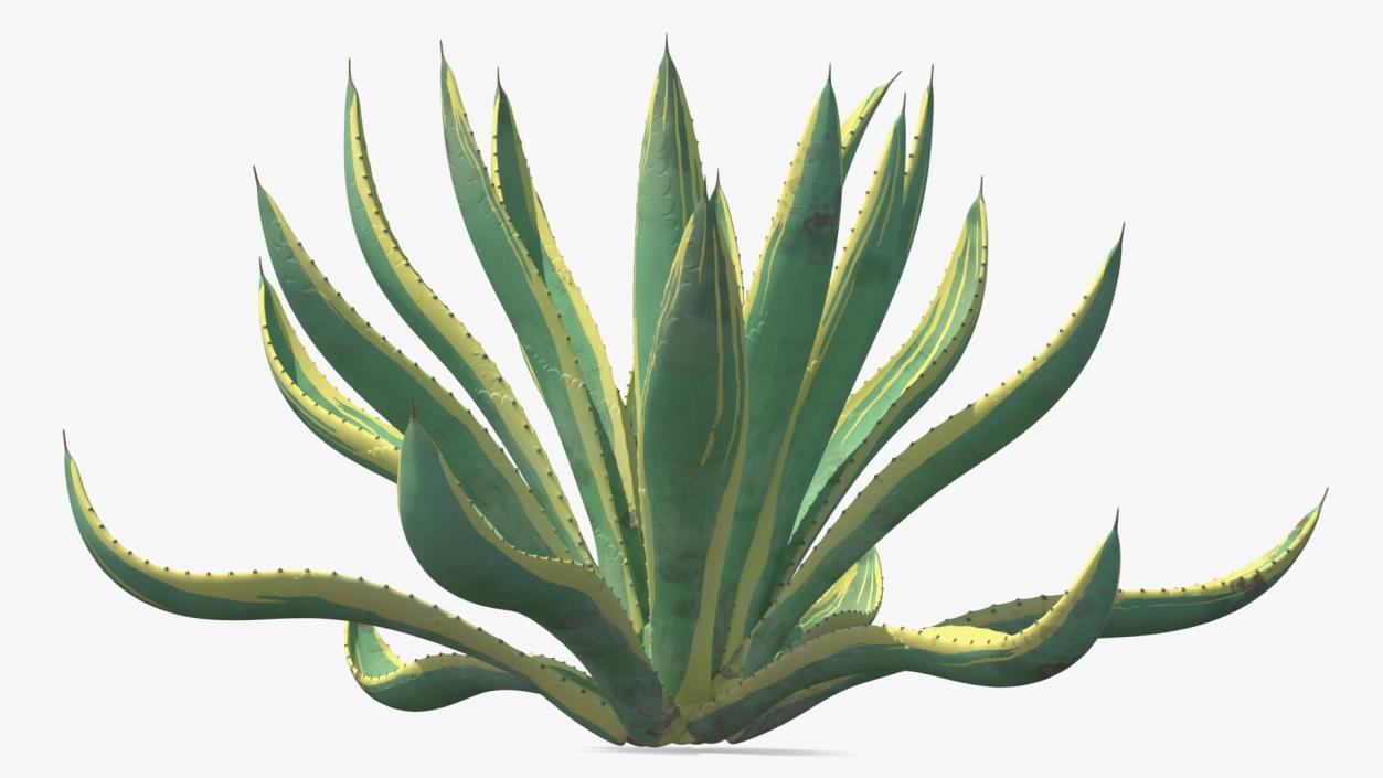 Agave Americana Century Plant 3D model