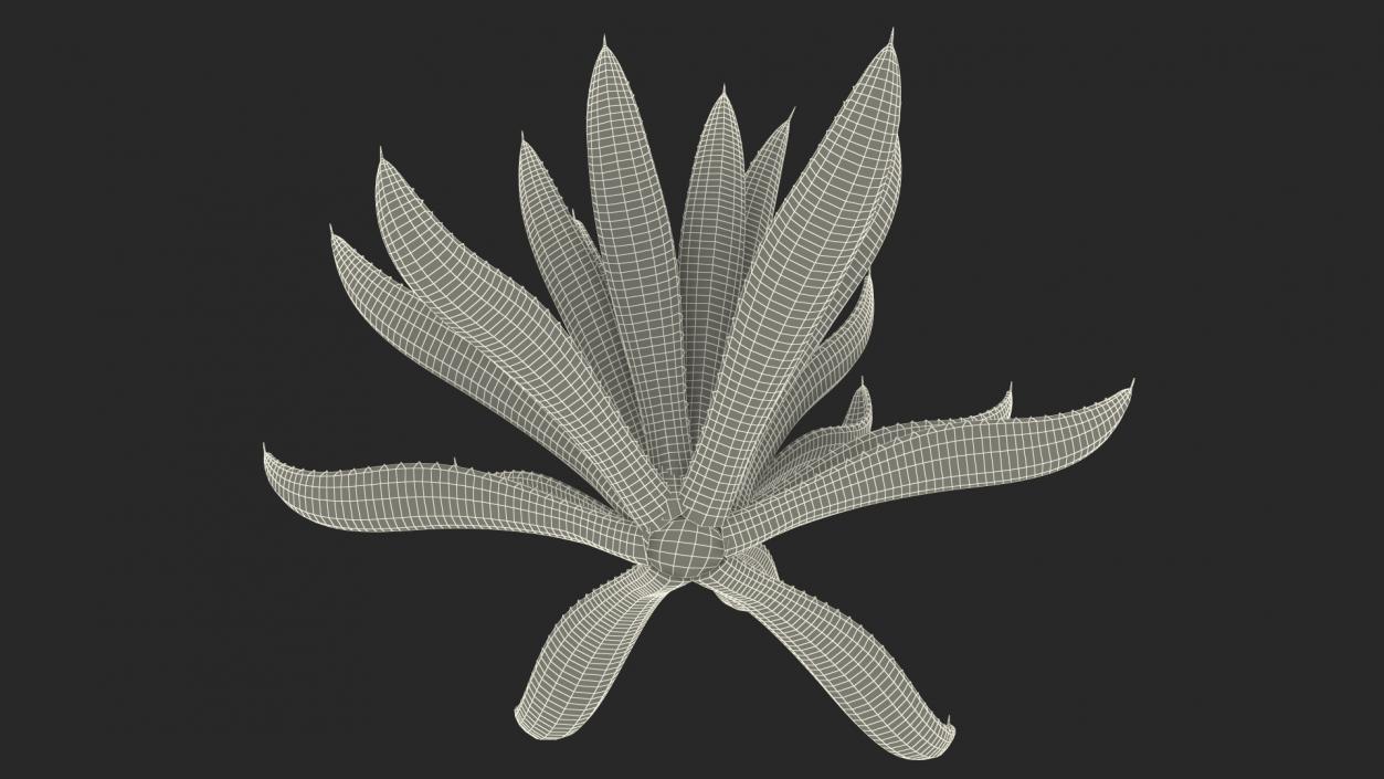 Agave Americana Century Plant 3D model