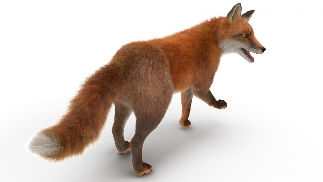 Fox Fur Rigged 3D model