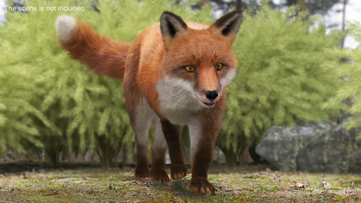 Fox Fur Rigged 3D model