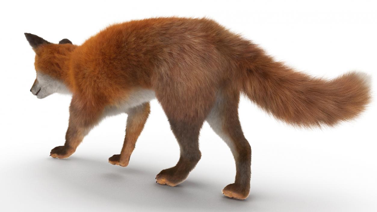 Fox Fur Rigged 3D model