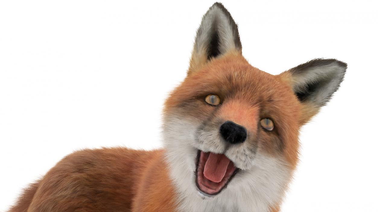 Fox Fur Rigged 3D model