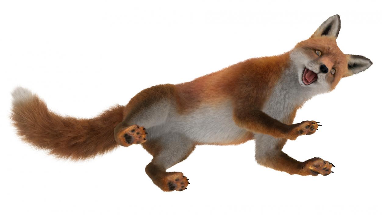 Fox Fur Rigged 3D model