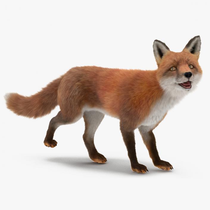 Fox Fur Rigged 3D model