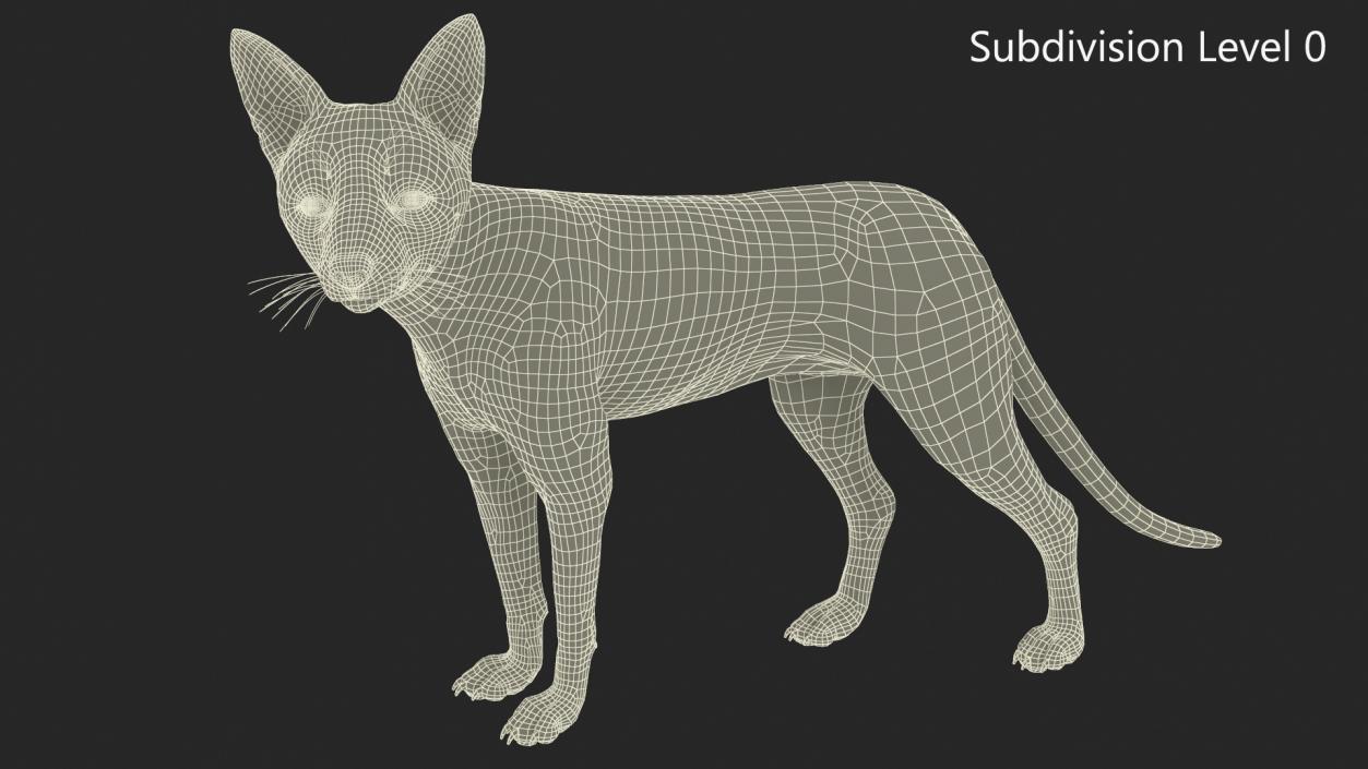 Fox Fur Rigged 3D model