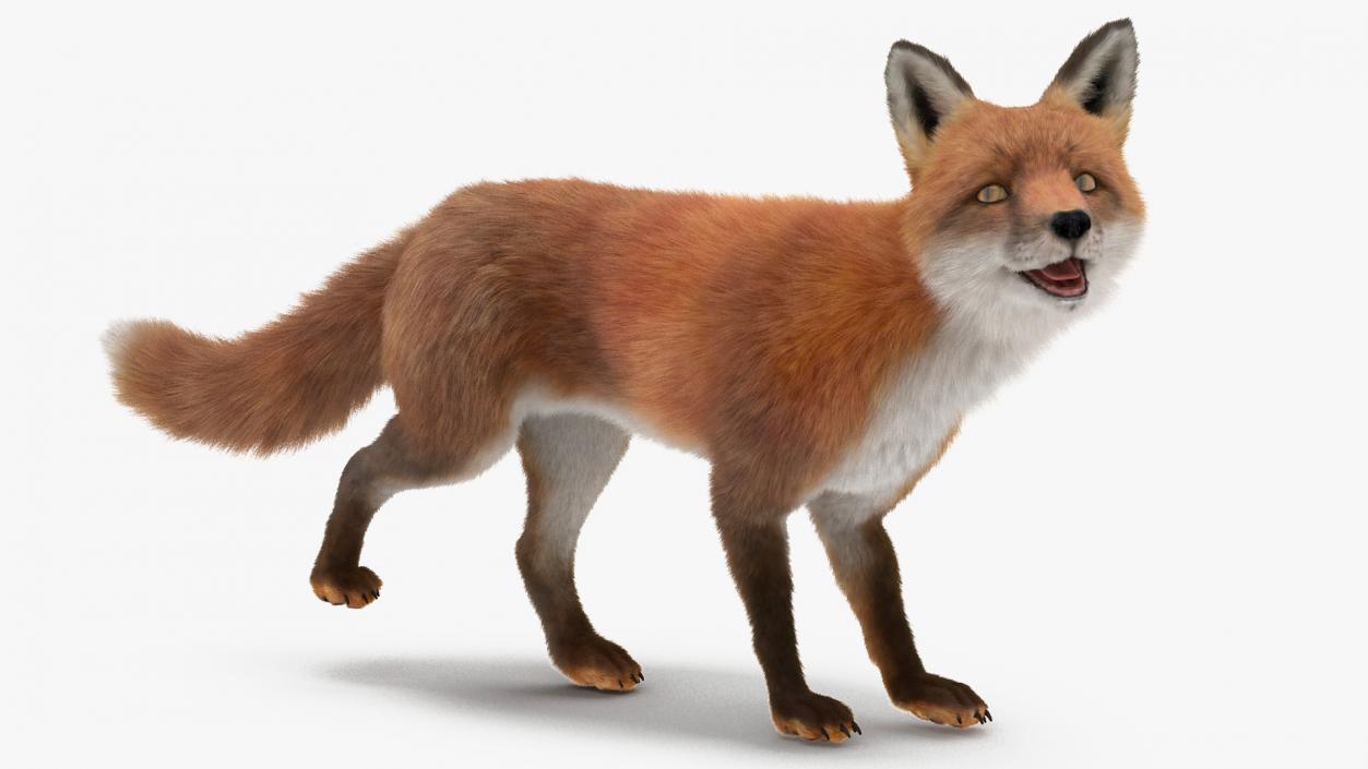 Fox Fur Rigged 3D model