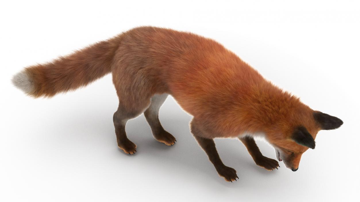 Fox Fur Rigged 3D model