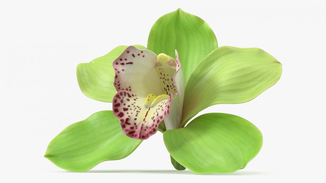 Hybrid Orchid Green 3D model