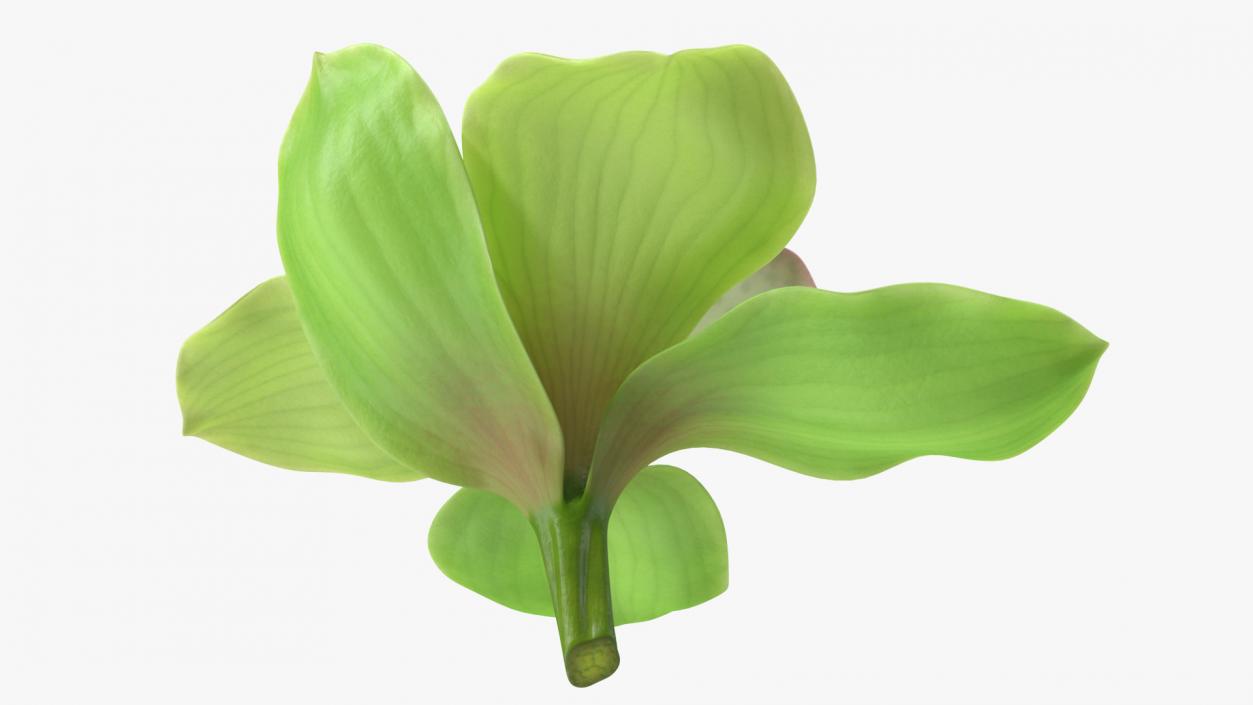 Hybrid Orchid Green 3D model