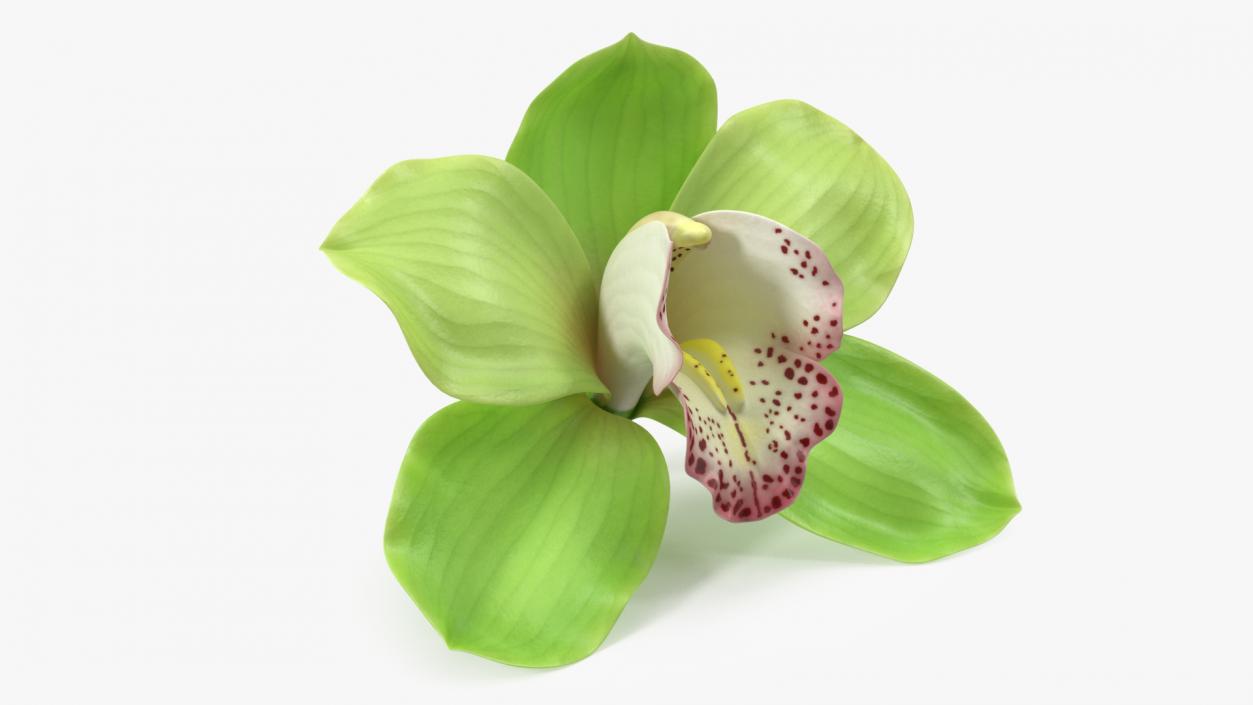 Hybrid Orchid Green 3D model