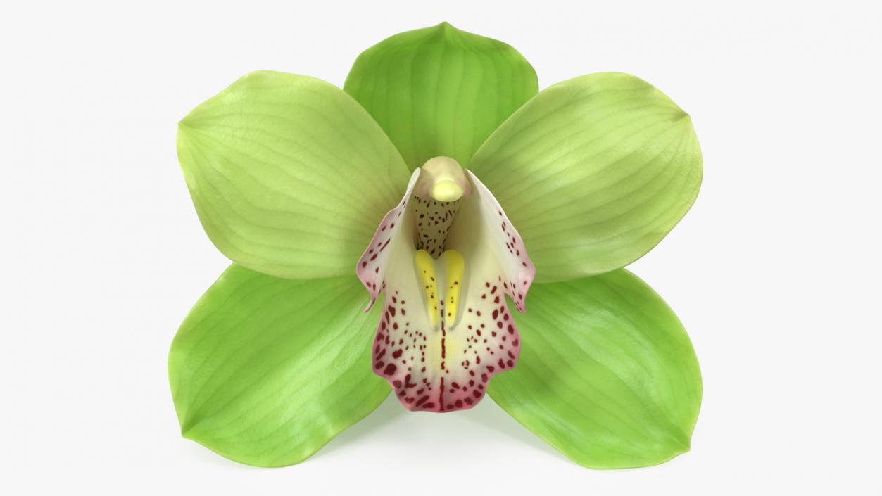 Hybrid Orchid Green 3D model