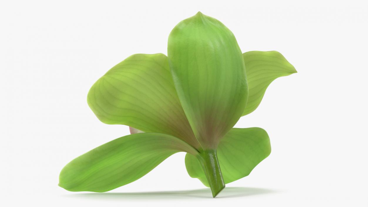 Hybrid Orchid Green 3D model