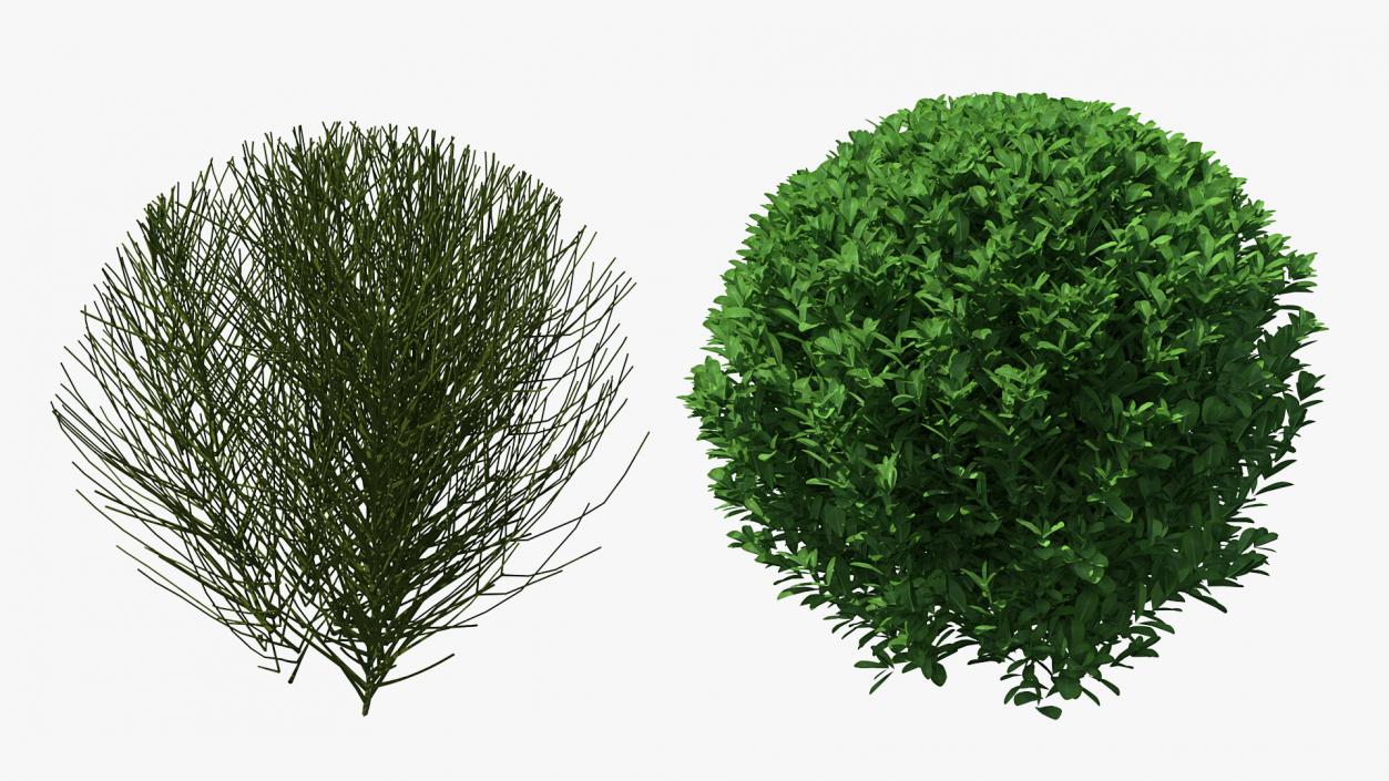 3D model Decorative Shrubs Collection 2