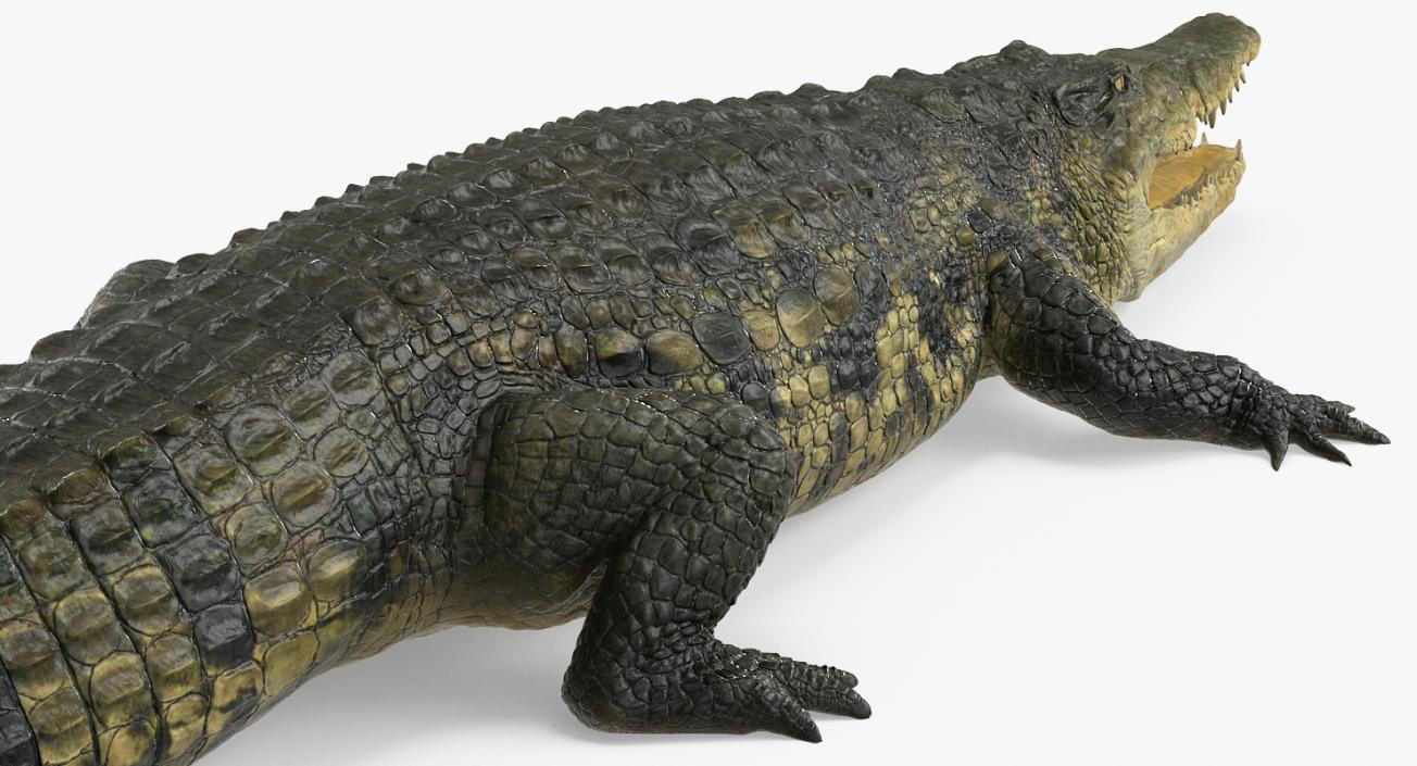 3D Crocodile Rigged