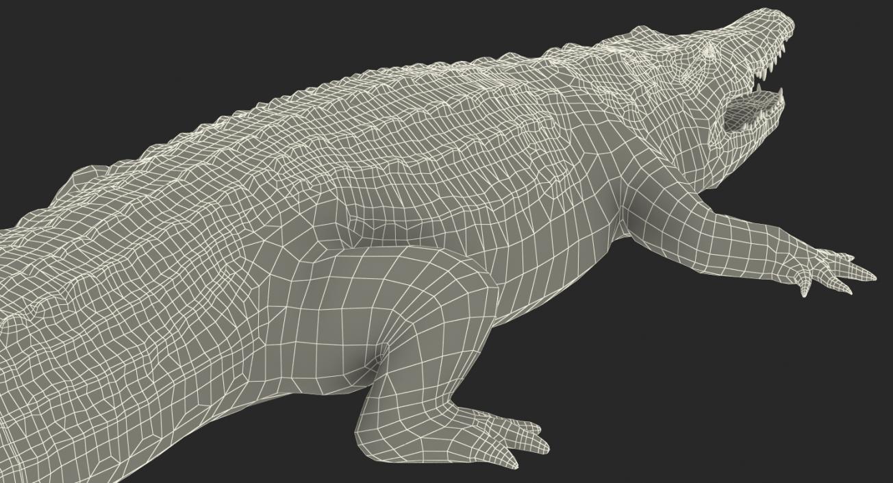 3D Crocodile Rigged