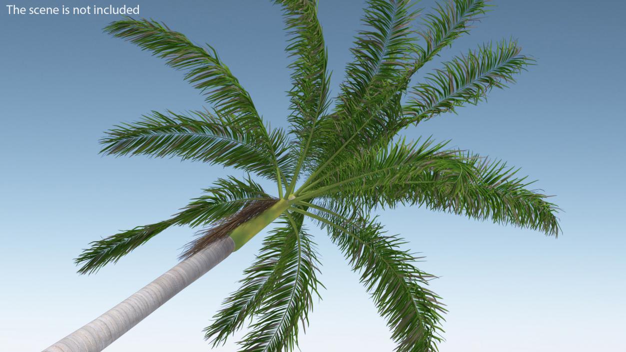 Roystonea Regia Cuban Royal Palm 3D