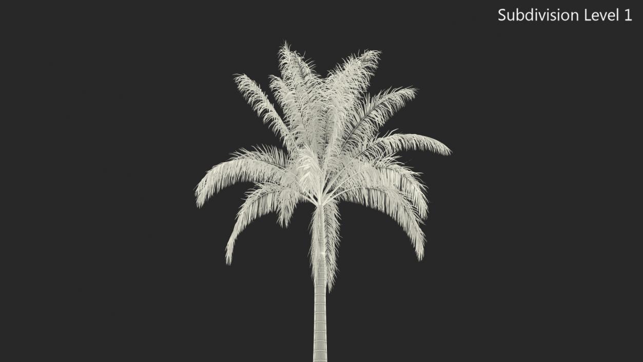 Roystonea Regia Cuban Royal Palm 3D