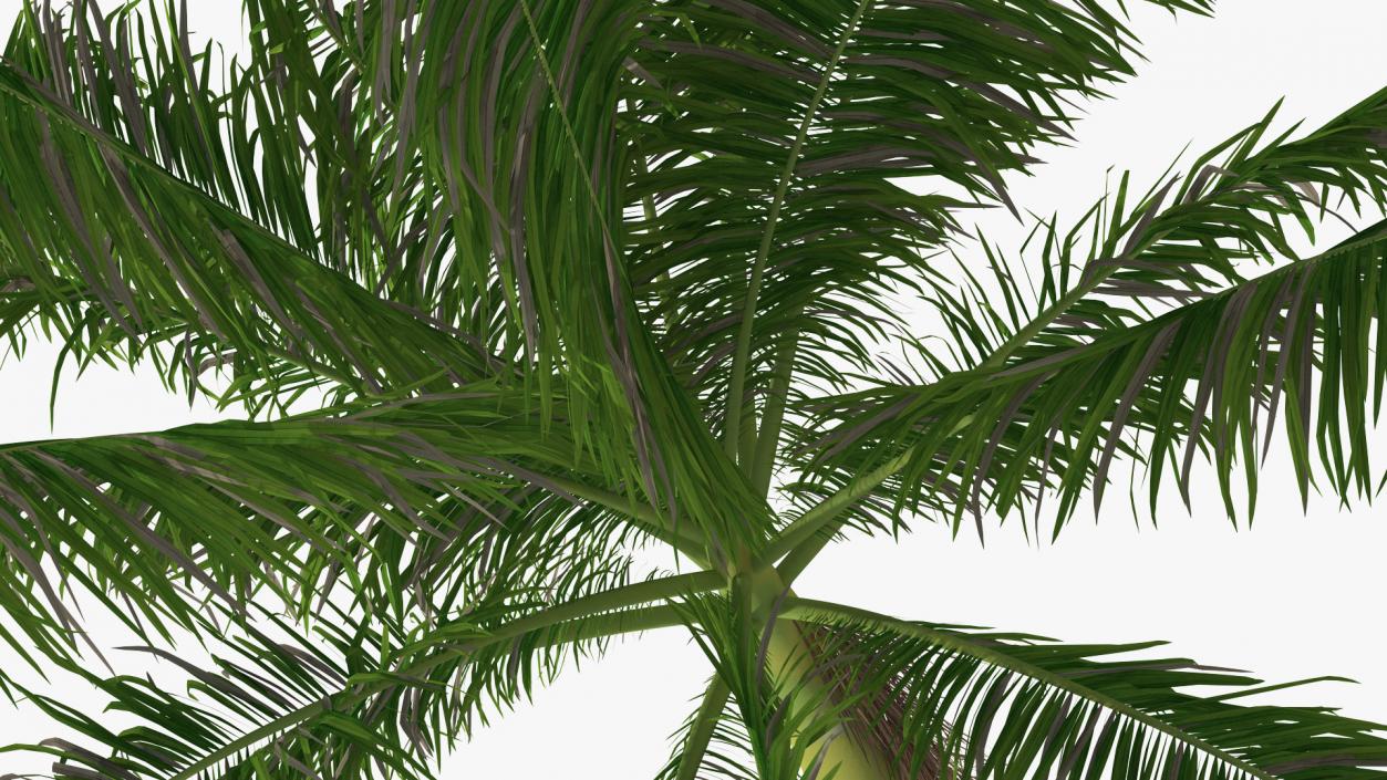 Roystonea Regia Cuban Royal Palm 3D