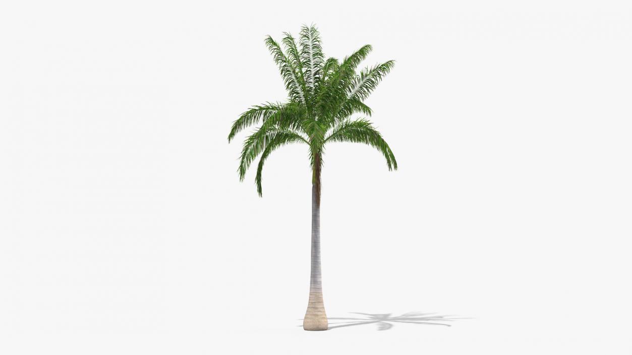 Roystonea Regia Cuban Royal Palm 3D