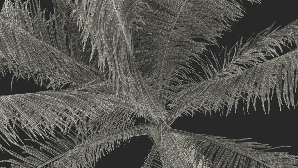 Roystonea Regia Cuban Royal Palm 3D