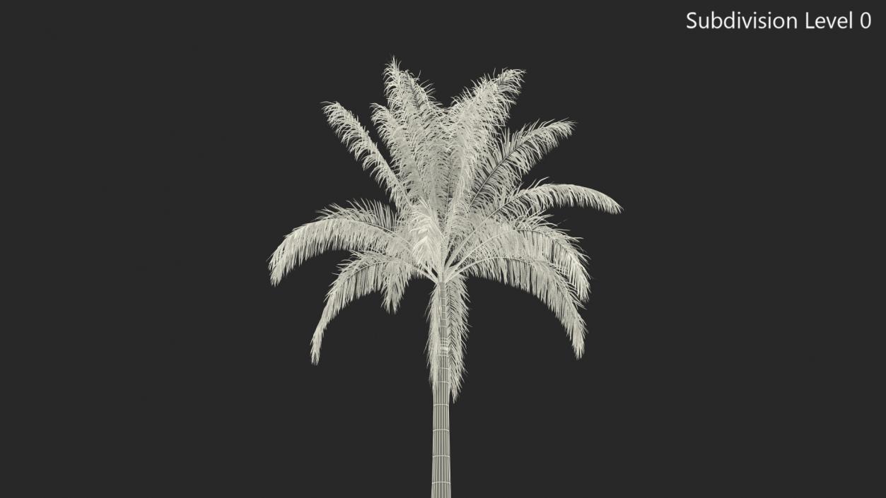 Roystonea Regia Cuban Royal Palm 3D