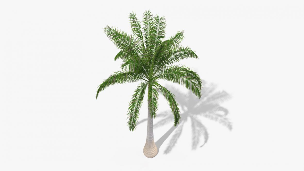 Roystonea Regia Cuban Royal Palm 3D