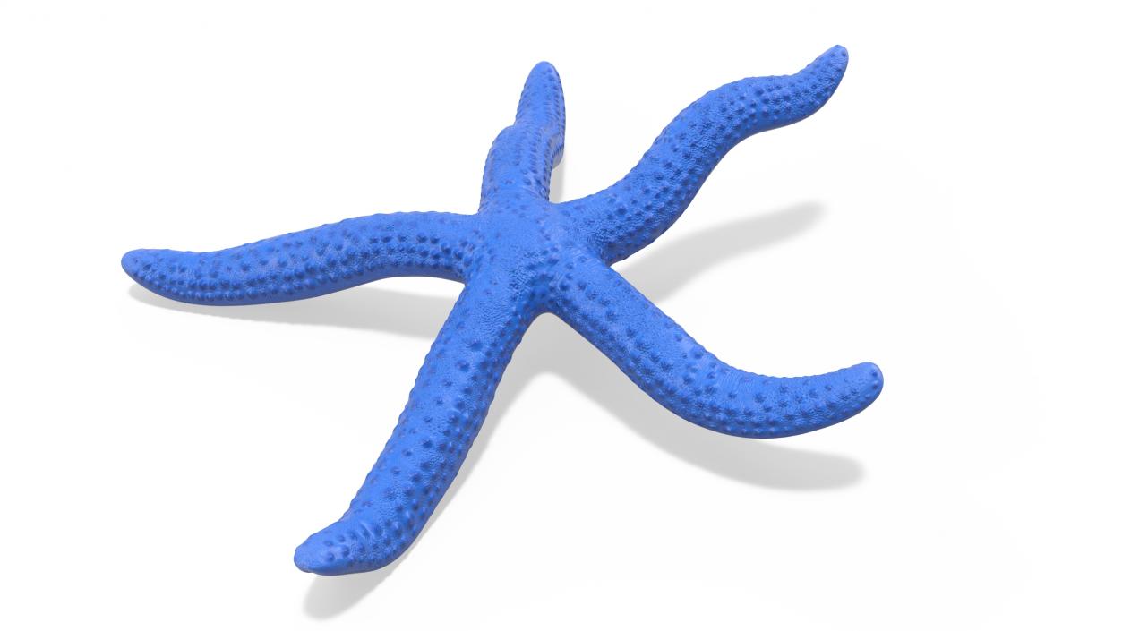 3D Sea Starfish Crawling Pose