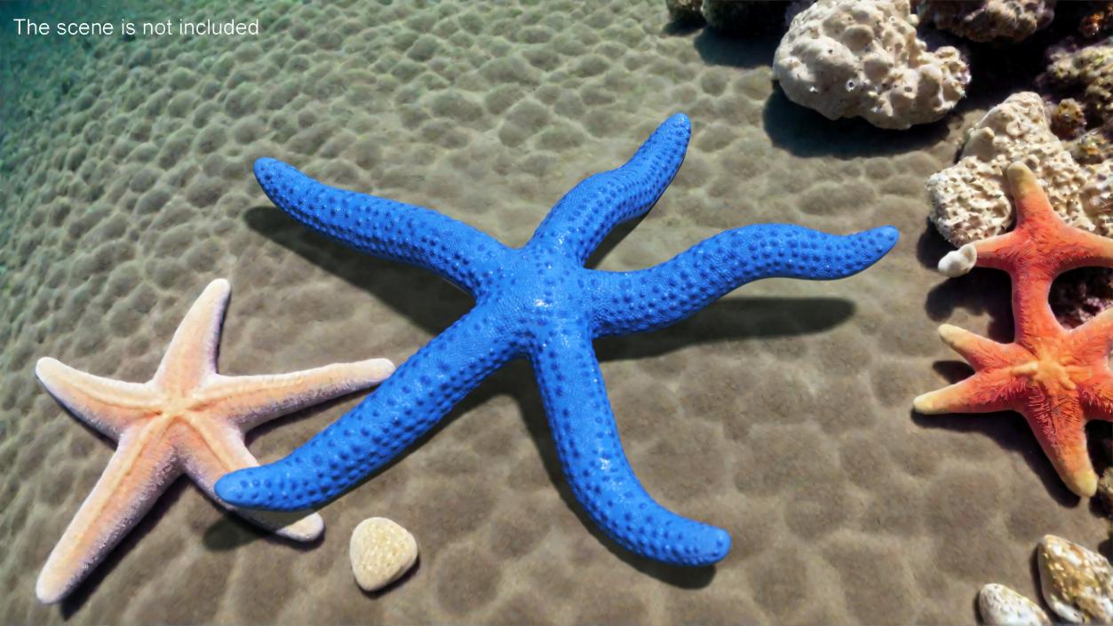 3D Sea Starfish Crawling Pose