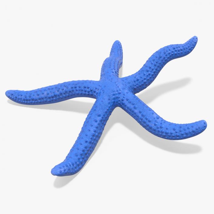 3D Sea Starfish Crawling Pose