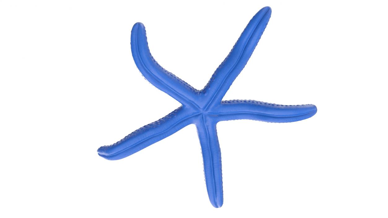 3D Sea Starfish Crawling Pose