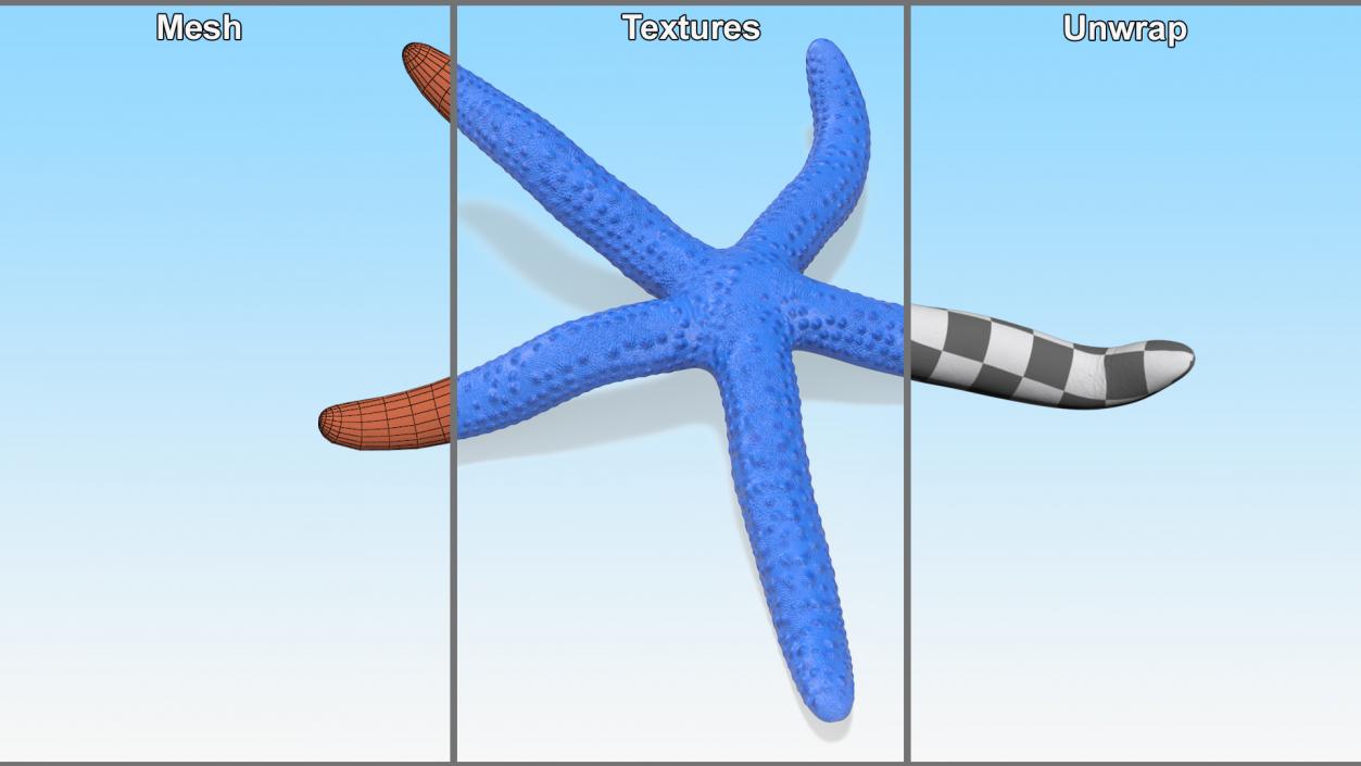 3D Sea Starfish Crawling Pose