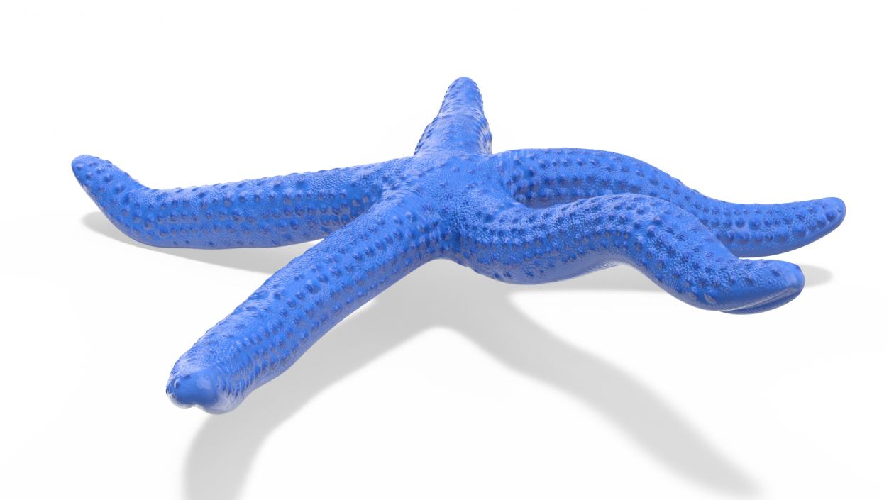 3D Sea Starfish Crawling Pose