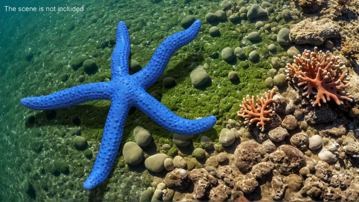 3D Sea Starfish Crawling Pose