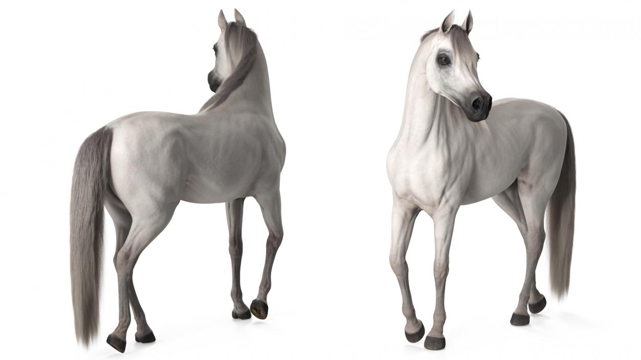 Arabian Horse White Stand Pose Fur 3D model