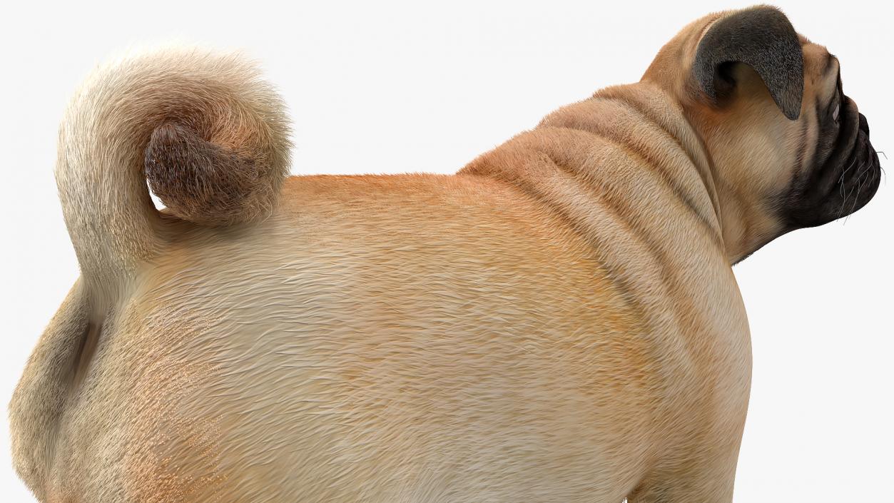 3D Pug Dog Fur Rigged model