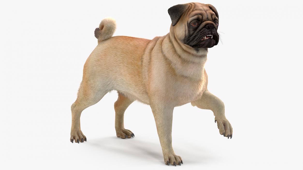 3D Pug Dog Fur Rigged model